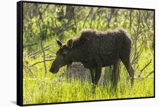 USA, Colorado, Rocky Mountain NP. Female Moose Shaking Off Water-Cathy & Gordon Illg-Framed Stretched Canvas