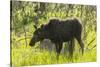 USA, Colorado, Rocky Mountain NP. Female Moose Shaking Off Water-Cathy & Gordon Illg-Stretched Canvas