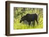 USA, Colorado, Rocky Mountain NP. Female Moose Shaking Off Water-Cathy & Gordon Illg-Framed Photographic Print