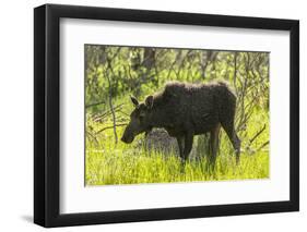 USA, Colorado, Rocky Mountain NP. Female Moose Shaking Off Water-Cathy & Gordon Illg-Framed Photographic Print