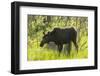 USA, Colorado, Rocky Mountain NP. Female Moose Shaking Off Water-Cathy & Gordon Illg-Framed Photographic Print