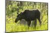USA, Colorado, Rocky Mountain NP. Female Moose Shaking Off Water-Cathy & Gordon Illg-Mounted Photographic Print