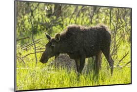 USA, Colorado, Rocky Mountain NP. Female Moose Shaking Off Water-Cathy & Gordon Illg-Mounted Photographic Print