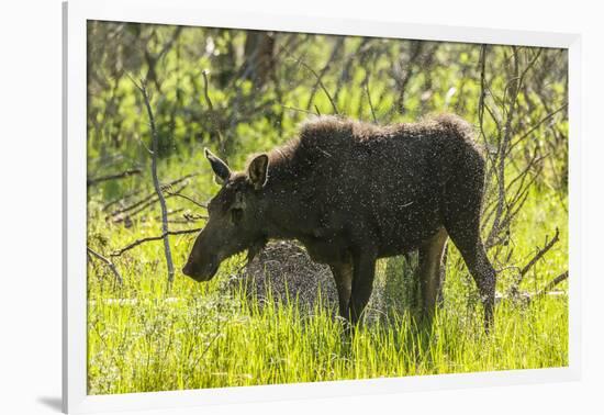 USA, Colorado, Rocky Mountain NP. Female Moose Shaking Off Water-Cathy & Gordon Illg-Framed Photographic Print