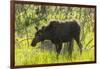 USA, Colorado, Rocky Mountain NP. Female Moose Shaking Off Water-Cathy & Gordon Illg-Framed Photographic Print