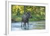 USA, Colorado, Rocky Mountain NP. Male Moose Crossing Colorado River-Cathy & Gordon Illg-Framed Photographic Print