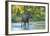 USA, Colorado, Rocky Mountain NP. Male Moose Crossing Colorado River-Cathy & Gordon Illg-Framed Photographic Print