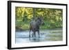 USA, Colorado, Rocky Mountain NP. Male Moose Crossing Colorado River-Cathy & Gordon Illg-Framed Photographic Print