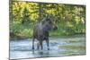 USA, Colorado, Rocky Mountain NP. Male Moose Crossing Colorado River-Cathy & Gordon Illg-Mounted Photographic Print