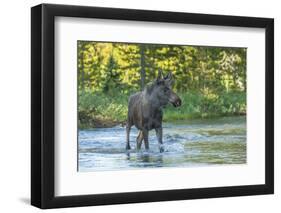 USA, Colorado, Rocky Mountain NP. Male Moose Crossing Colorado River-Cathy & Gordon Illg-Framed Photographic Print