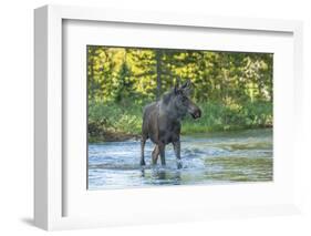 USA, Colorado, Rocky Mountain NP. Male Moose Crossing Colorado River-Cathy & Gordon Illg-Framed Photographic Print