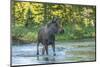 USA, Colorado, Rocky Mountain NP. Male Moose Crossing Colorado River-Cathy & Gordon Illg-Mounted Photographic Print