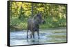 USA, Colorado, Rocky Mountain NP. Male Moose Crossing Colorado River-Cathy & Gordon Illg-Framed Stretched Canvas