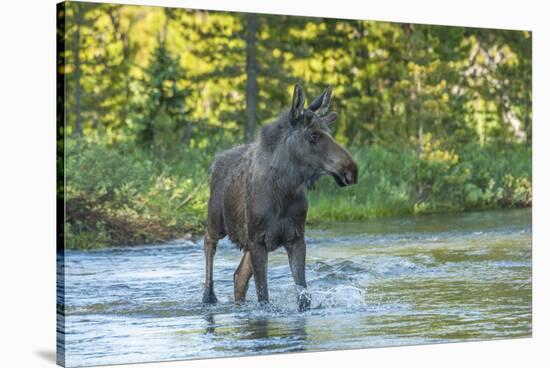 USA, Colorado, Rocky Mountain NP. Male Moose Crossing Colorado River-Cathy & Gordon Illg-Stretched Canvas