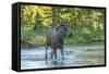 USA, Colorado, Rocky Mountain NP. Male Moose Crossing Colorado River-Cathy & Gordon Illg-Framed Stretched Canvas