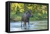 USA, Colorado, Rocky Mountain NP. Male Moose Crossing Colorado River-Cathy & Gordon Illg-Framed Stretched Canvas