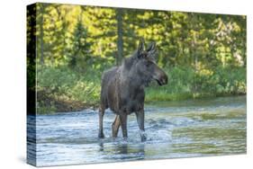 USA, Colorado, Rocky Mountain NP. Male Moose Crossing Colorado River-Cathy & Gordon Illg-Stretched Canvas