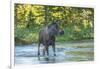 USA, Colorado, Rocky Mountain NP. Male Moose Crossing Colorado River-Cathy & Gordon Illg-Framed Premium Photographic Print