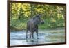 USA, Colorado, Rocky Mountain NP. Male Moose Crossing Colorado River-Cathy & Gordon Illg-Framed Premium Photographic Print