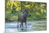 USA, Colorado, Rocky Mountain NP. Male Moose Crossing Colorado River-Cathy & Gordon Illg-Mounted Premium Photographic Print