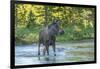 USA, Colorado, Rocky Mountain NP. Male Moose Crossing Colorado River-Cathy & Gordon Illg-Framed Premium Photographic Print