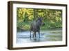 USA, Colorado, Rocky Mountain NP. Male Moose Crossing Colorado River-Cathy & Gordon Illg-Framed Photographic Print