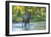 USA, Colorado, Rocky Mountain NP. Male Moose Crossing Colorado River-Cathy & Gordon Illg-Framed Photographic Print