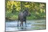 USA, Colorado, Rocky Mountain NP. Male Moose Crossing Colorado River-Cathy & Gordon Illg-Mounted Photographic Print