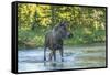 USA, Colorado, Rocky Mountain NP. Male Moose Crossing Colorado River-Cathy & Gordon Illg-Framed Stretched Canvas