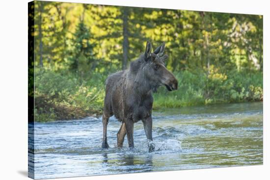 USA, Colorado, Rocky Mountain NP. Male Moose Crossing Colorado River-Cathy & Gordon Illg-Stretched Canvas