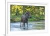 USA, Colorado, Rocky Mountain NP. Male Moose Crossing Colorado River-Cathy & Gordon Illg-Framed Photographic Print