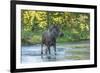 USA, Colorado, Rocky Mountain NP. Male Moose Crossing Colorado River-Cathy & Gordon Illg-Framed Photographic Print