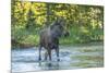 USA, Colorado, Rocky Mountain NP. Male Moose Crossing Colorado River-Cathy & Gordon Illg-Mounted Photographic Print