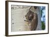 USA, Colorado, Rocky Mountain NP. Red-Shafted Flicker Feeds Nestling-Cathy & Gordon Illg-Framed Photographic Print