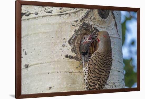 USA, Colorado, Rocky Mountain NP. Red-Shafted Flicker Feeds Nestling-Cathy & Gordon Illg-Framed Photographic Print