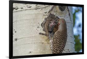 USA, Colorado, Rocky Mountain NP. Red-Shafted Flicker Feeds Nestling-Cathy & Gordon Illg-Framed Photographic Print