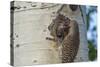 USA, Colorado, Rocky Mountain NP. Red-Shafted Flicker Feeds Nestling-Cathy & Gordon Illg-Stretched Canvas