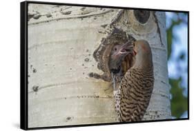 USA, Colorado, Rocky Mountain NP. Red-Shafted Flicker Feeds Nestling-Cathy & Gordon Illg-Framed Stretched Canvas
