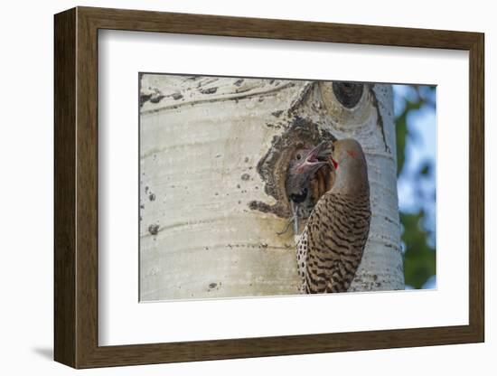 USA, Colorado, Rocky Mountain NP. Red-Shafted Flicker Feeds Nestling-Cathy & Gordon Illg-Framed Photographic Print