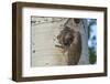 USA, Colorado, Rocky Mountain NP. Red-Shafted Flicker Feeds Nestling-Cathy & Gordon Illg-Framed Photographic Print