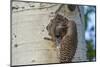 USA, Colorado, Rocky Mountain NP. Red-Shafted Flicker Feeds Nestling-Cathy & Gordon Illg-Mounted Photographic Print