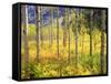 USA, Colorado, Rocky Mountains, Aspen Trees in Autumn in the Rockies-Jaynes Gallery-Framed Stretched Canvas