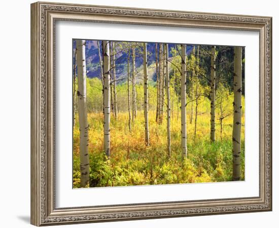 USA, Colorado, Rocky Mountains, Aspen Trees in Autumn in the Rockies-Jaynes Gallery-Framed Photographic Print