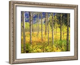 USA, Colorado, Rocky Mountains, Aspen Trees in Autumn in the Rockies-Jaynes Gallery-Framed Photographic Print