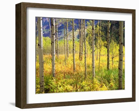 USA, Colorado, Rocky Mountains, Aspen Trees in Autumn in the Rockies-Jaynes Gallery-Framed Photographic Print