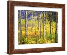 USA, Colorado, Rocky Mountains, Aspen Trees in Autumn in the Rockies-Jaynes Gallery-Framed Photographic Print