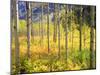 USA, Colorado, Rocky Mountains, Aspen Trees in Autumn in the Rockies-Jaynes Gallery-Mounted Photographic Print
