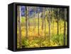 USA, Colorado, Rocky Mountains, Aspen Trees in Autumn in the Rockies-Jaynes Gallery-Framed Stretched Canvas