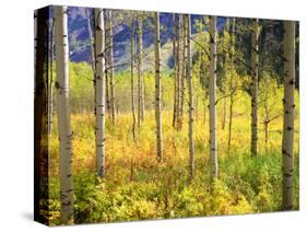 USA, Colorado, Rocky Mountains, Aspen Trees in Autumn in the Rockies-Jaynes Gallery-Stretched Canvas