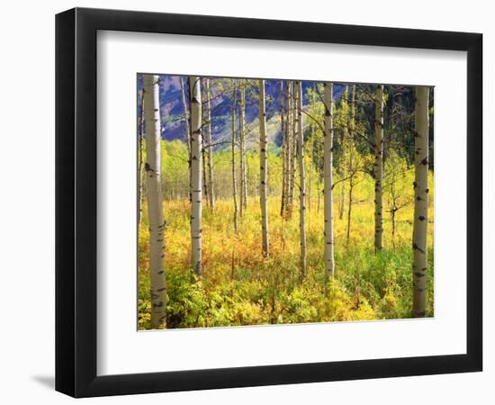 USA, Colorado, Rocky Mountains, Aspen Trees in Autumn in the Rockies-Jaynes Gallery-Framed Photographic Print